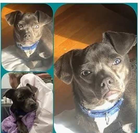 Photo of Leonard - In a Foster Home!