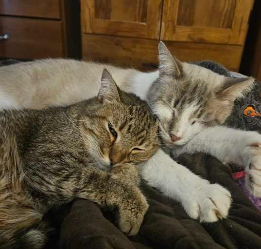 Photo of Perpugilliam (Peri) *IN FOSTER*