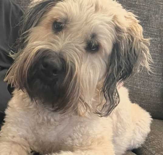 Photo of Charlie