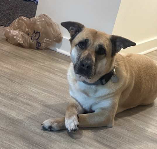 Photo of Lucy