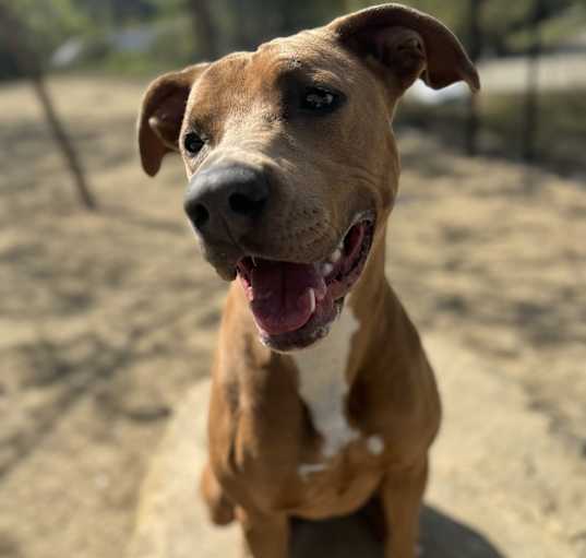 Photo of Gracie