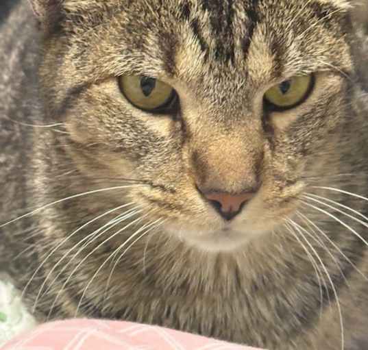 Photo of Kitty Boy
