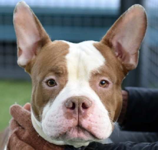 Photo of URGENT! Goofy