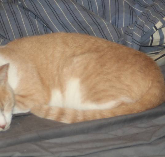 Photo of Goliath