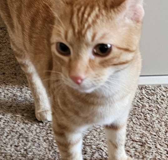 Photo of Bruno