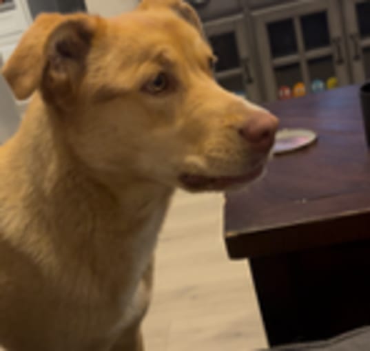 Photo of Lola
