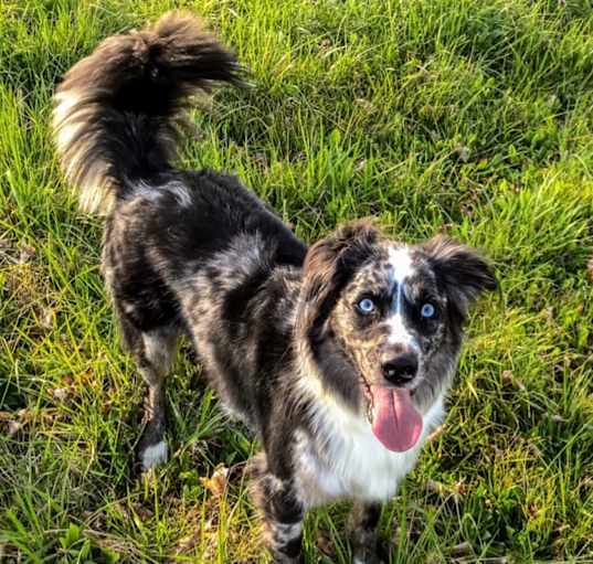 Photo of Obie