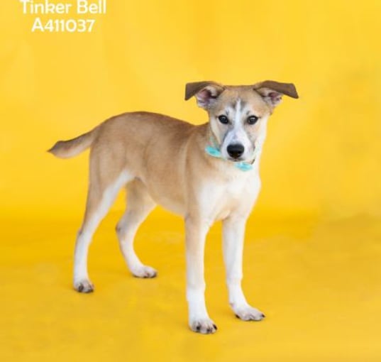 Photo of TINKER BELL