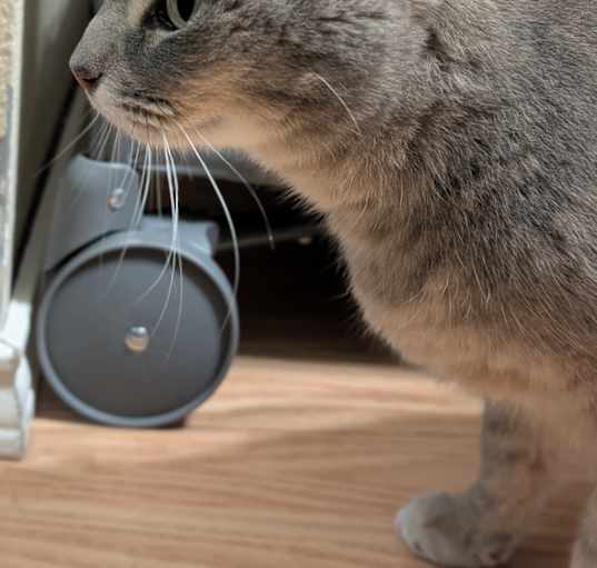 Photo of Jelly