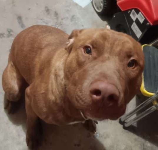Photo of Moose