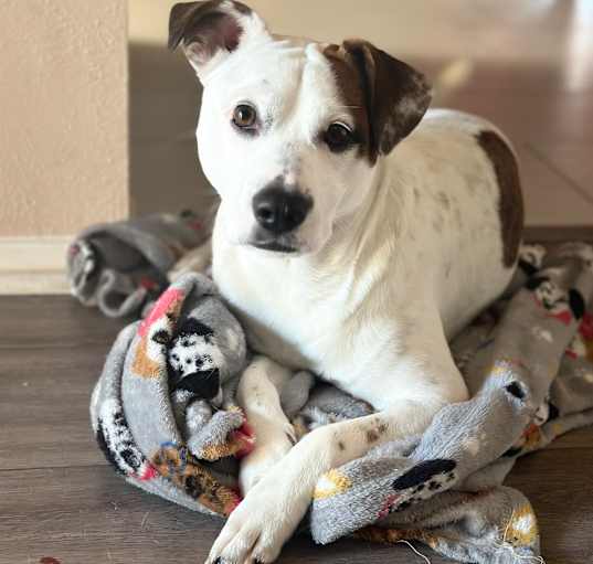 Photo of Wishbone