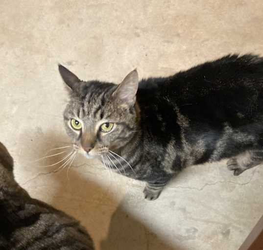 Photo of Gibbs and Ella (brother & sister)