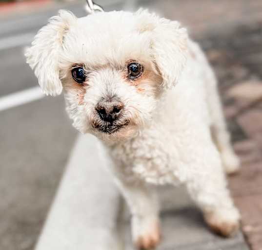 Photo of Winston