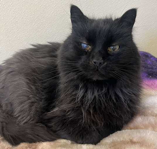 Photo of Scooter