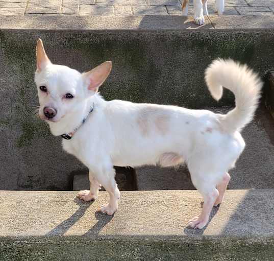 Photo of Chapo