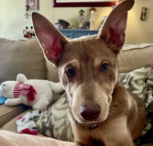 Photo of DINO