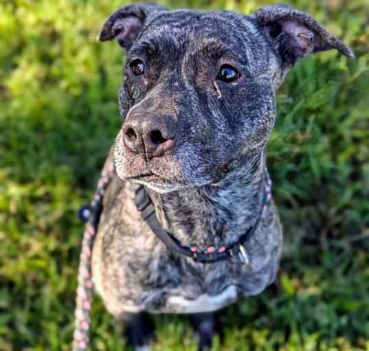 Photo of BENJI
