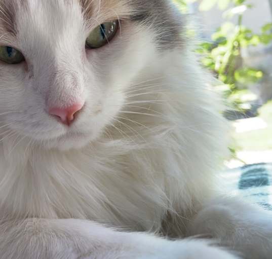 Photo of Jax