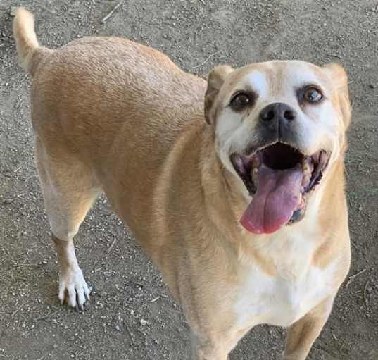 Photo of Dog