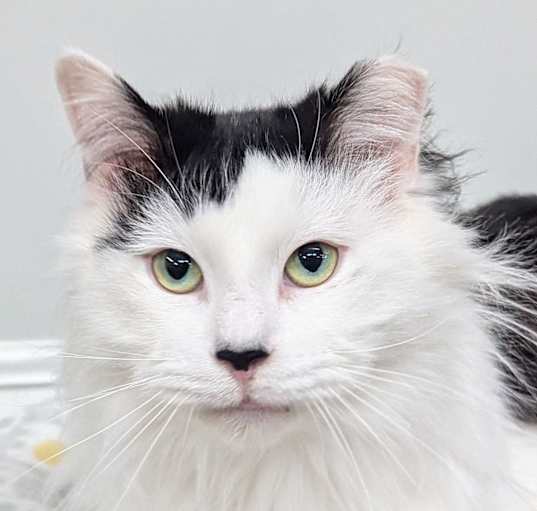 Photo of Paddy