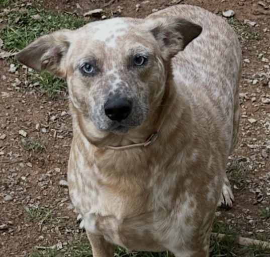 Photo of Gussie