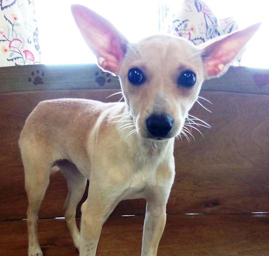 Photo of Nala
