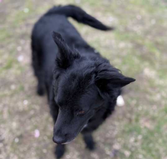 Photo of Pepper
