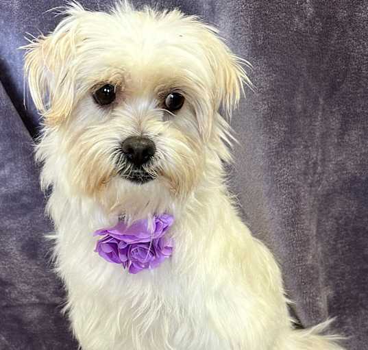 Photo of Bella