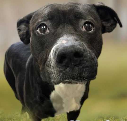 Photo of Harriet - Stray