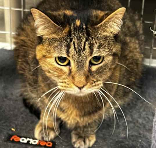 Photo of Adeline (Bonded) In foster