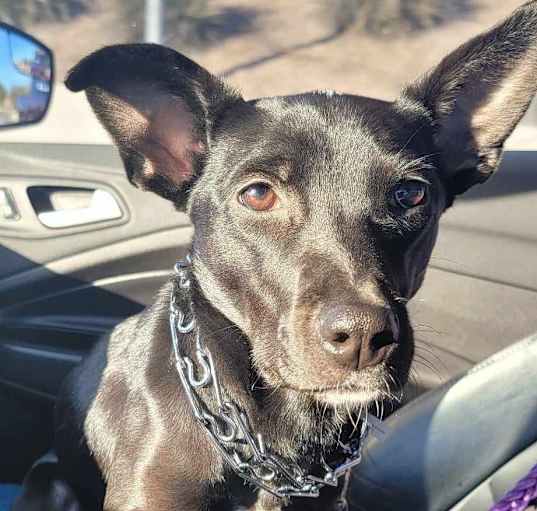 Photo of Lemon 