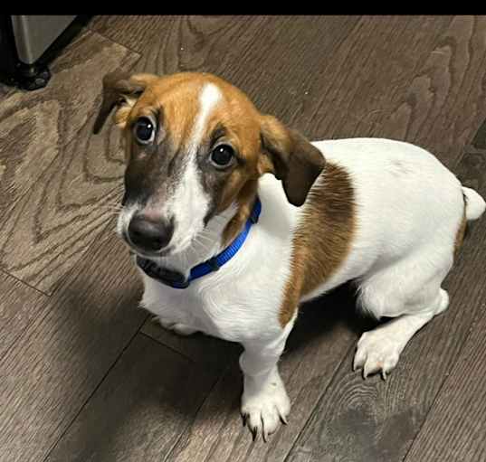 Photo of Chico