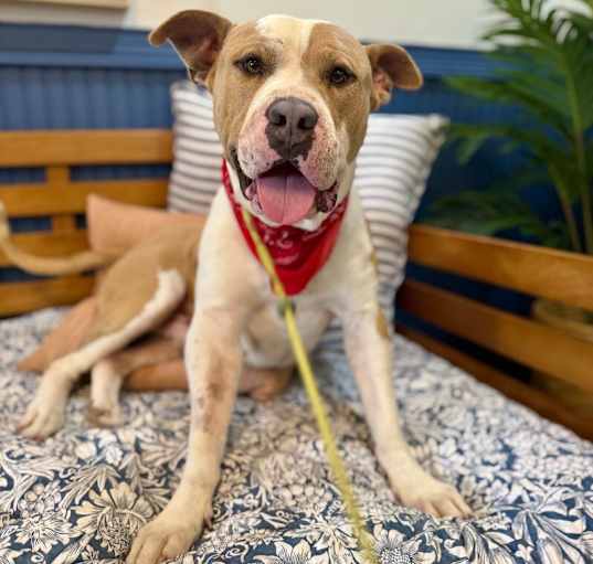 Photo of Skippy von Kissy the happiest boy