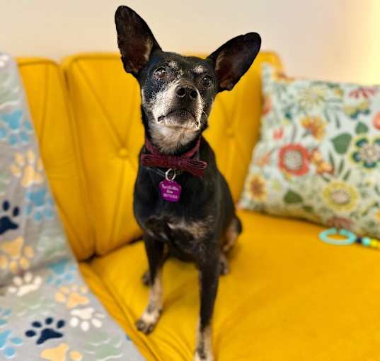Photo of Harris Blaze