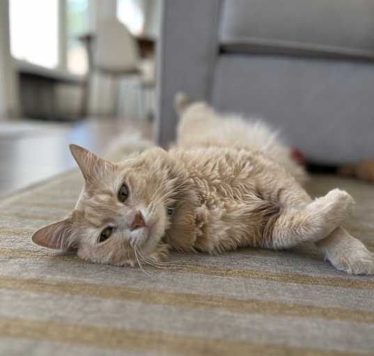 Photo of Rubie