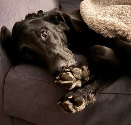 Photo of SHINER