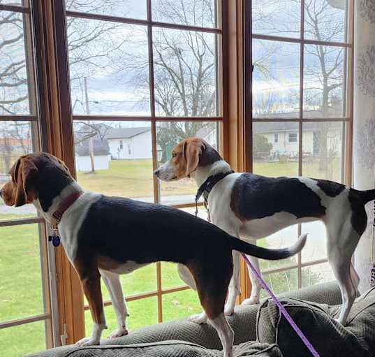Photo of Willow & Reba