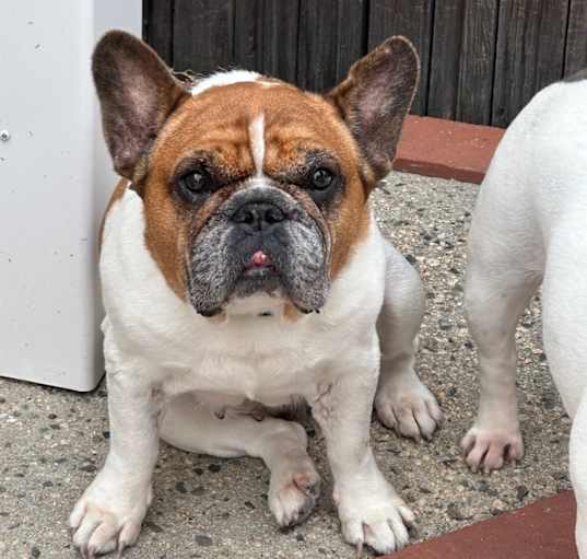 Photo of Violet
