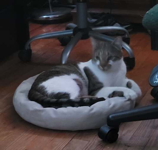 Photo of Boggie