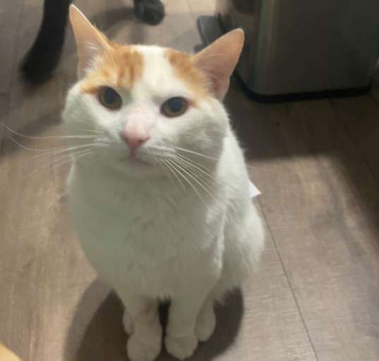 Photo of Toby