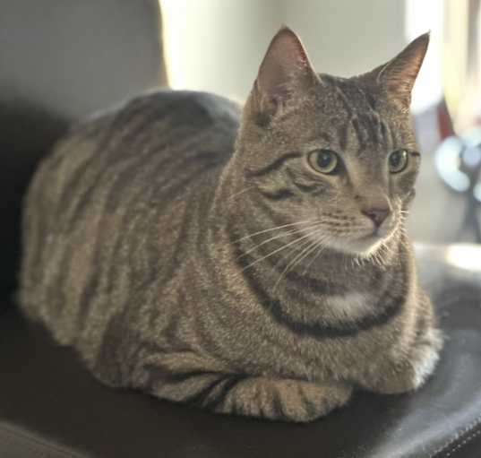 Photo of Toro