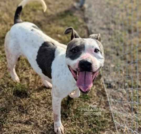 Photo of Piper