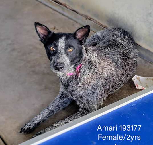 Photo of Amari