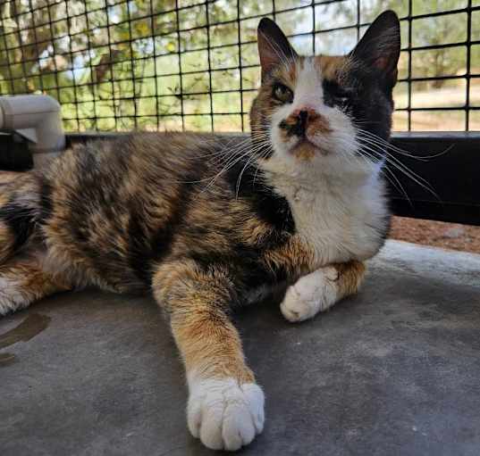 Photo of Tippy