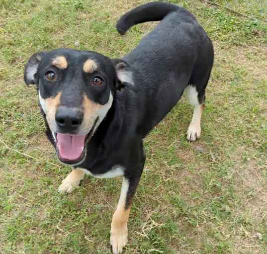 Photo of Laika (Sasha)