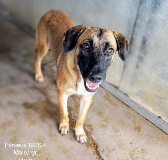 Photo of Perseus