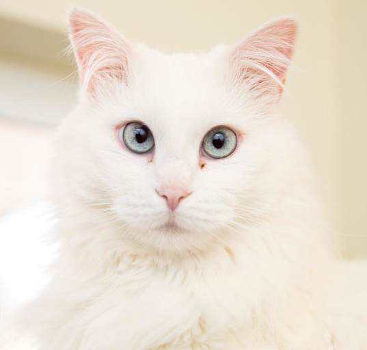 Photo of Zima