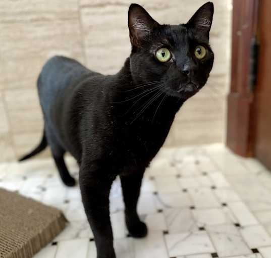Photo of Bruno
