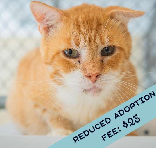 Photo of Drips - IN FOSTER