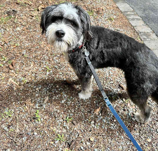 Photo of Ollie